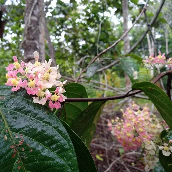 The Ayahuasca Flower