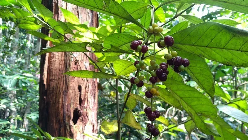 Чакруна Psychotria viridis с ягодами