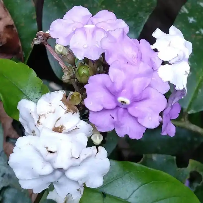 растение Brunfelsia grandiflora (чирик сананго) цветки