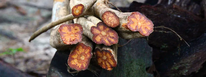 срез лианы аяуаска (Banisteripsis caapi), фотография